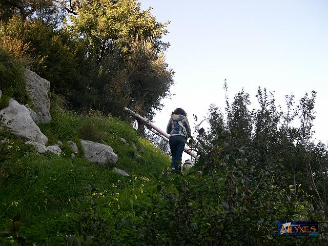 coriacei cespugli di mirto e alaterno.JPG